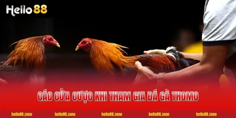Mẹo Xem Kèo Đá Gà Thomo Chuẩn Xác Nhất Cho Cược Thủ 3 Các cửa cược khi tham gia đá gà Thomo