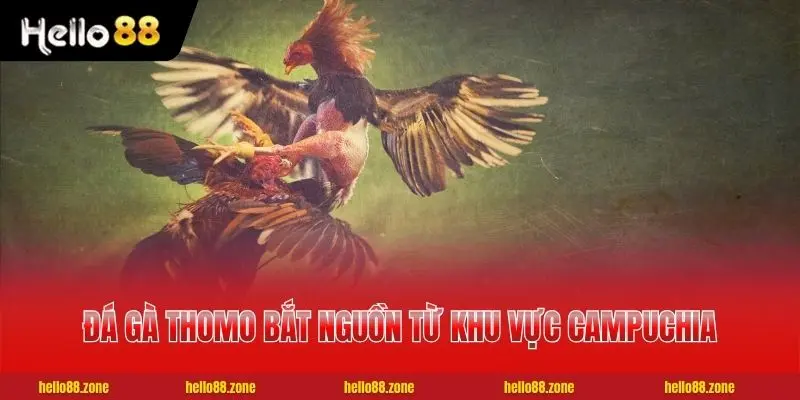 Mẹo Xem Kèo Đá Gà Thomo Chuẩn Xác Nhất Cho Cược Thủ 2 Đá gà Thomo bắt nguồn từ khu vực Campuchia