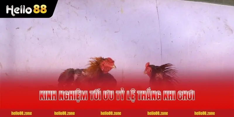 Mẹo Xem Kèo Đá Gà Thomo Chuẩn Xác Nhất Cho Cược Thủ 4 2 kinh nghiệm tối ưu tỷ lệ thắng khi chơi